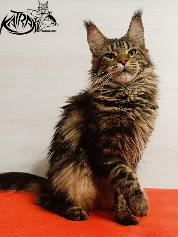 Katran Tais - Adult maine-coon 1 year 9 months