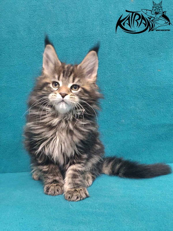 Katran Tais - Kitten maine-coon 2 months