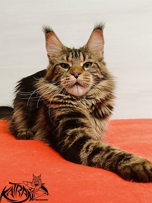 Katran Tais - Adult maine-coon 1 year 9 months