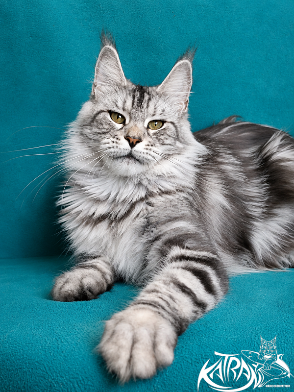 Katran Tamila - Adult maine-coon 3 years 8 months