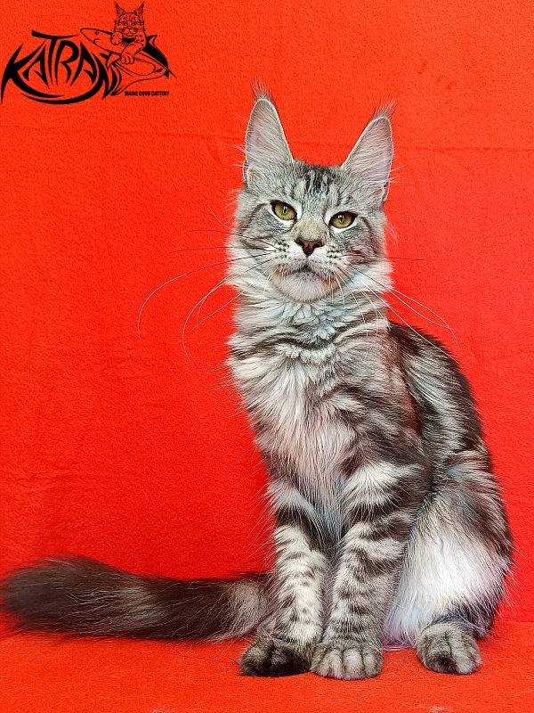 Katran Tamila - Junior maine-coon 8 months
