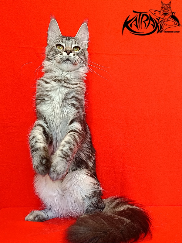Katran Tamila - Junior maine-coon 8 months