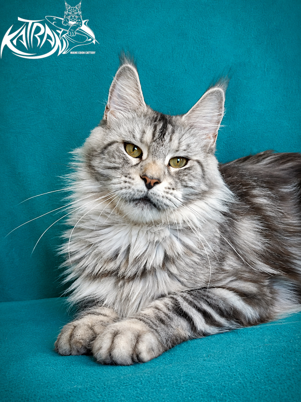 Katran Tamila - Adult maine-coon 3 years 8 months