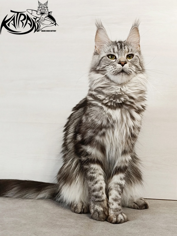 Katran Tamila - Adult maine-coon 1 year 5.5 months