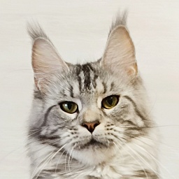 Katran Tamila