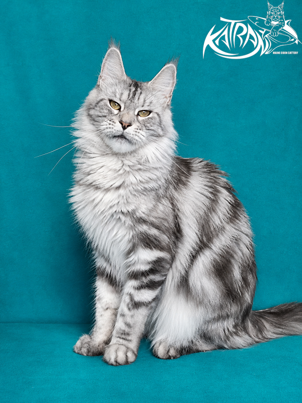 Katran Tamila - Adult maine-coon 3 years 8 months