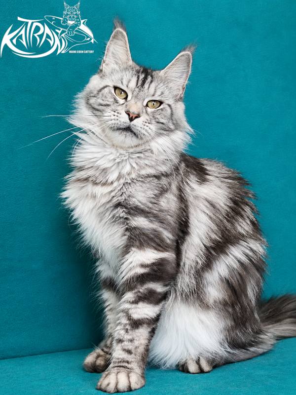 Katran Tamila - Adult maine-coon 3 years 8 months
