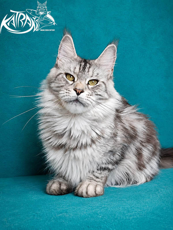 Katran Tamila - Adult maine-coon 3 years 8 months