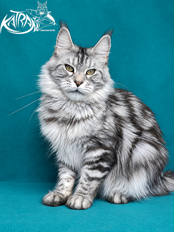 Katran Tamila - Adult maine-coon 3 years 8 months