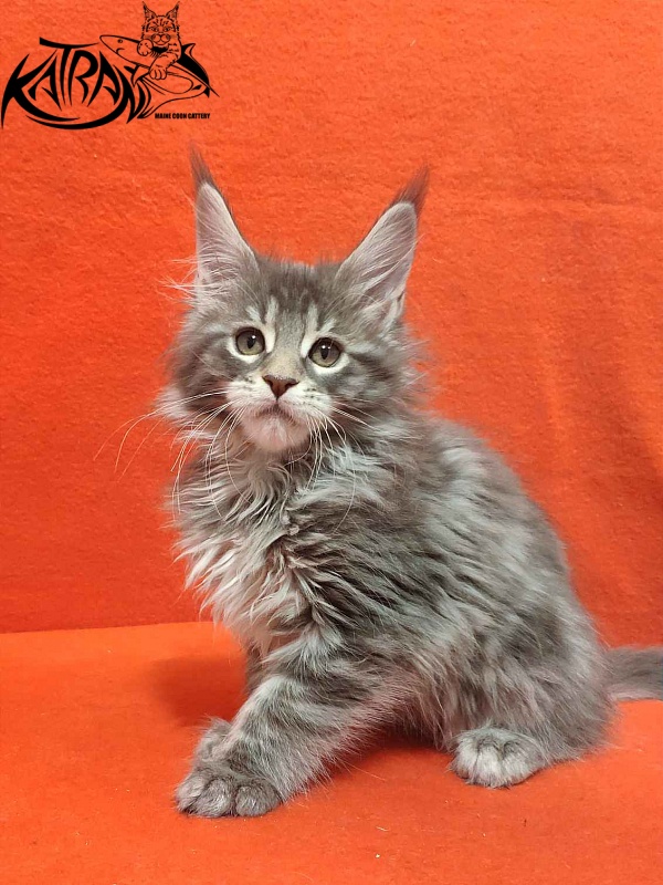 Katran Tiffani - Kitten maine-coon 2 months