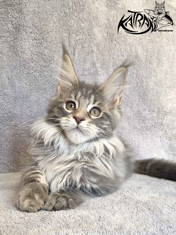 Katran Tiffani - Kitten maine-coon 3 months