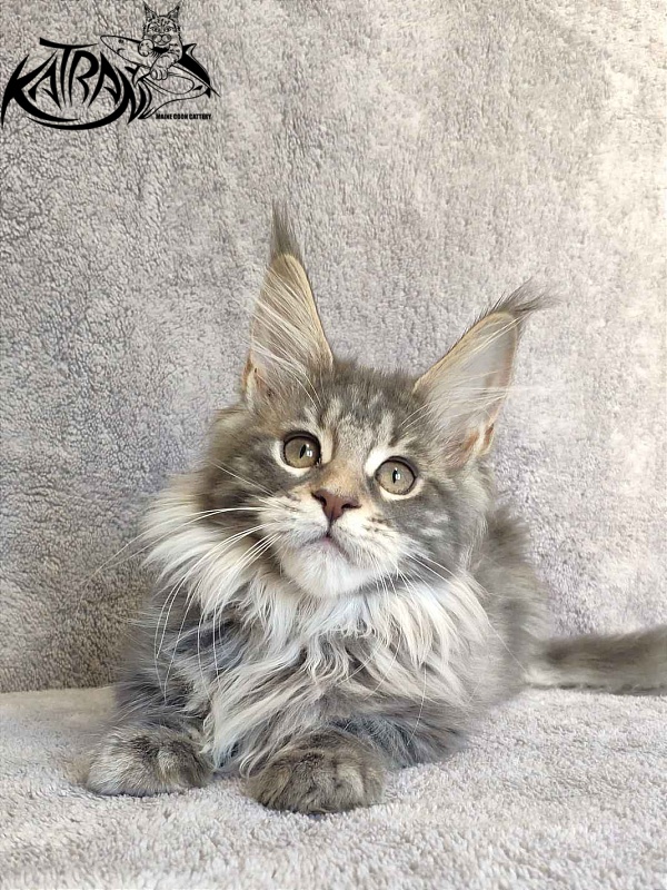 Katran Tiffani - Kitten maine-coon 3 months