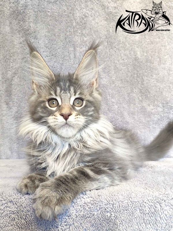 Katran Tiffani - Kitten maine-coon 3 months