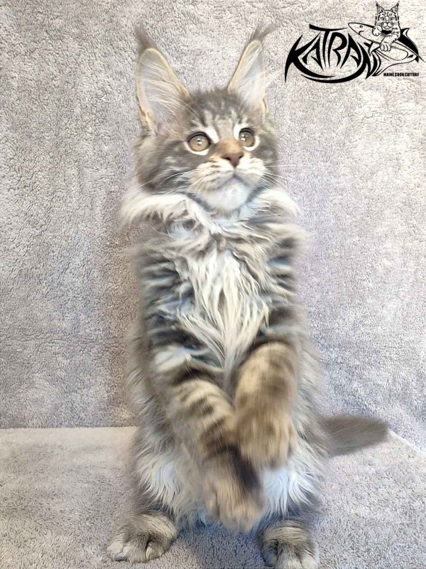 Katran Tiffani - Kitten maine-coon 3 months