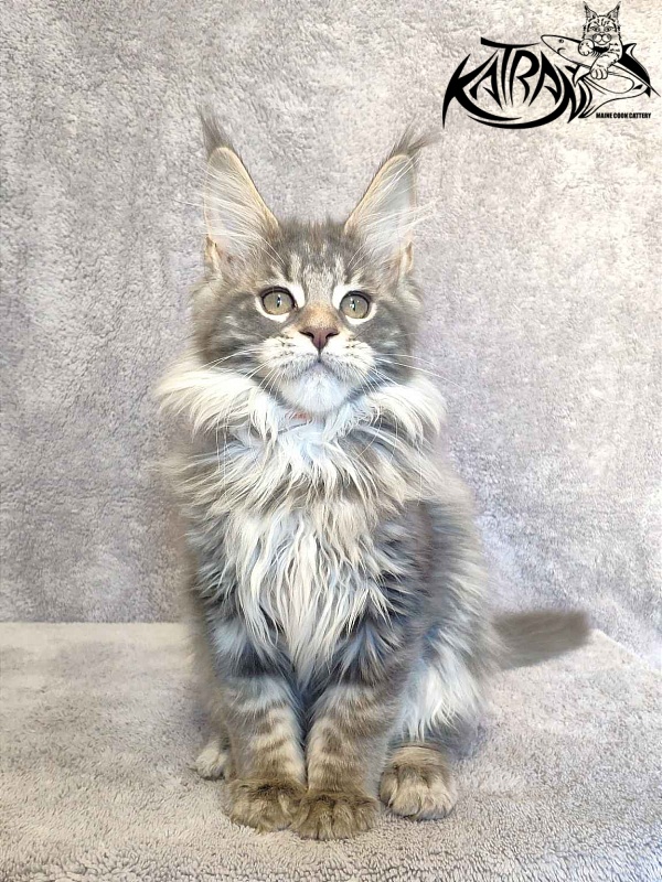 Katran Tiffani - Kitten maine-coon 3 months