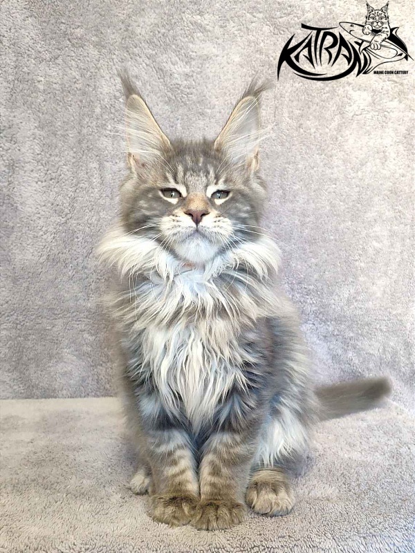 Katran Tiffani - Kitten maine-coon 2 months 3 weeks