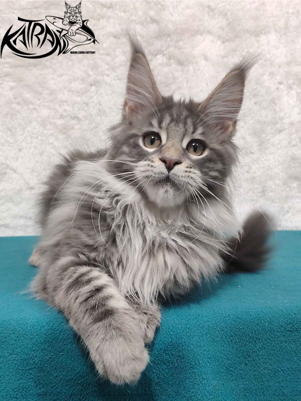 Katran Tiffani - Kitten maine-coon 4 months