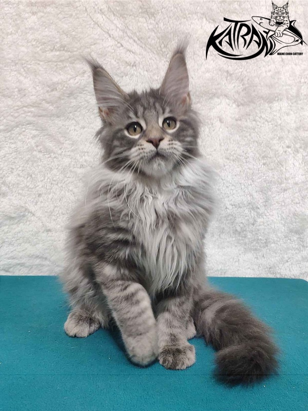 Katran Tiffani - Kitten maine-coon 4 months