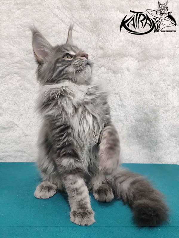 Katran Tiffani - Kitten maine-coon 4 months