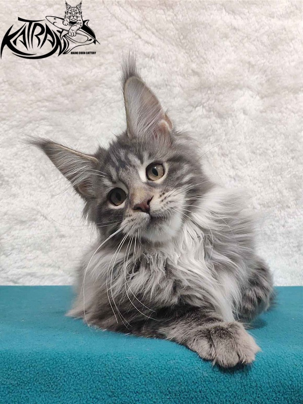 Katran Tiffani - Kitten maine-coon 4 months