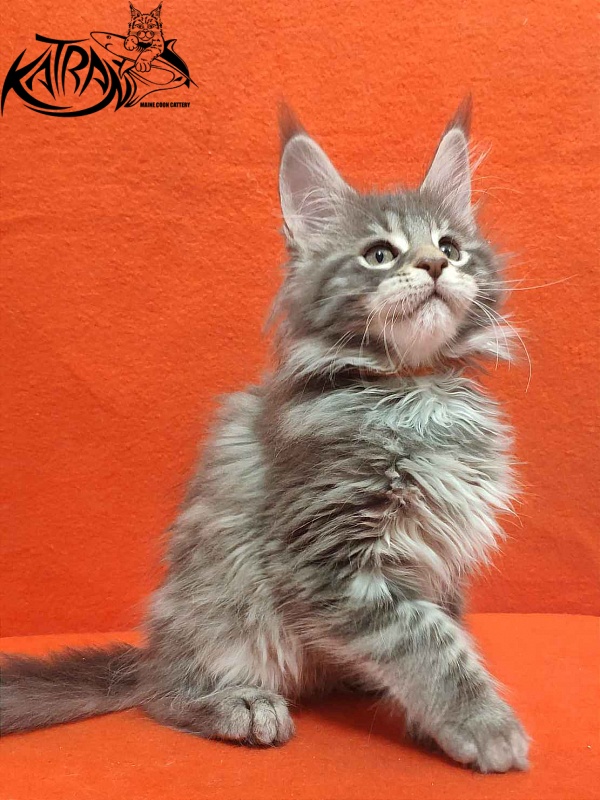 Katran Tiffani - Kitten maine-coon 2 months