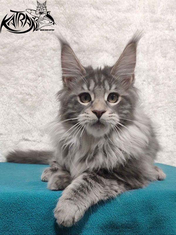 Katran Tiffani - Kitten maine-coon 4 months