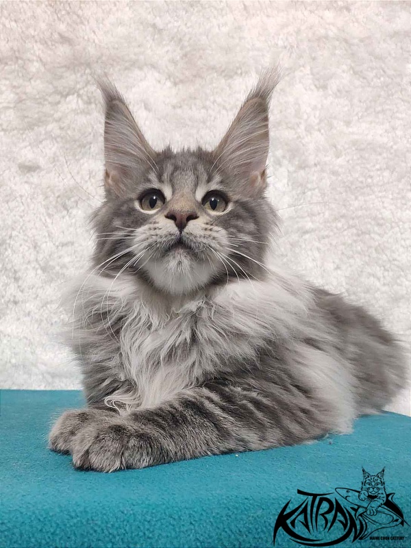 Katran Tiffani - Kitten maine-coon 4 months