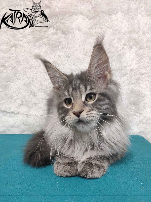 Katran Tiffani - Kitten maine-coon 4 months