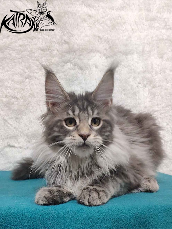 Katran Tiffani - Kitten maine-coon 4 months
