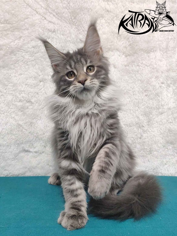 Katran Tiffani - Kitten maine-coon 4 months