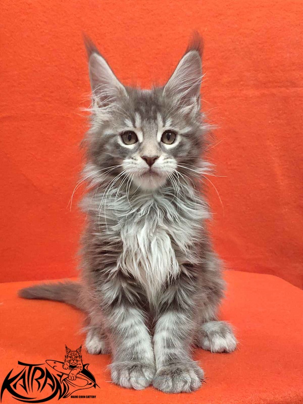 Katran Tiffani - Kitten maine-coon 2 months