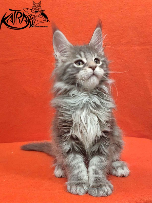 Katran Tiffani - Kitten maine-coon 2 months