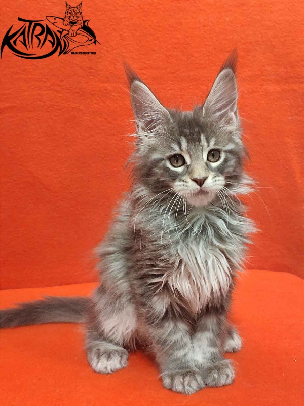 Katran Tiffani - Kitten maine-coon 2 months