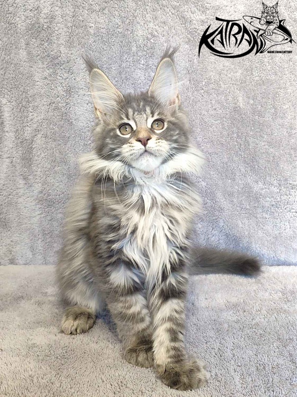 Katran Tiffani - Kitten maine-coon 3 months
