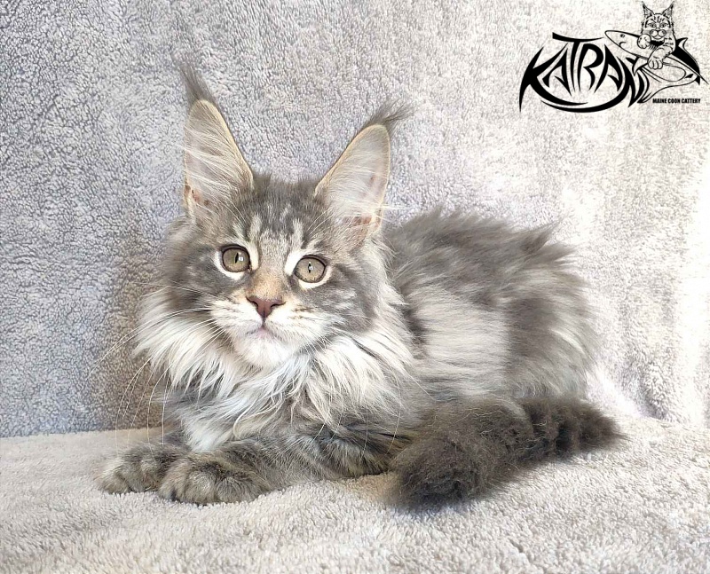 Katran Tiffani - Kitten maine-coon 3 months