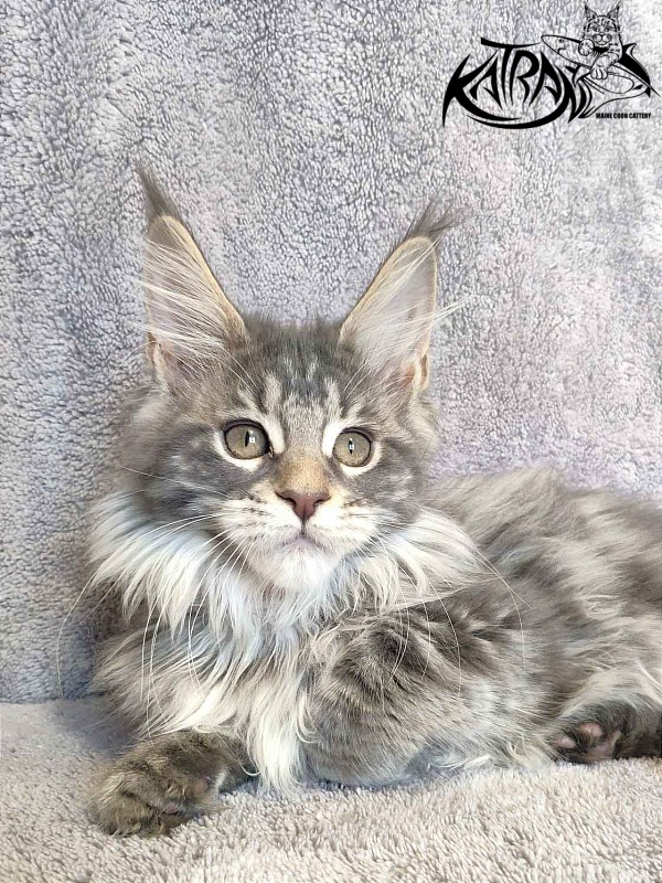Katran Tiffani - Kitten maine-coon 3 months