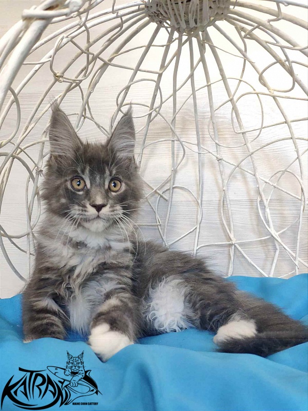Katran Urus - Kitten maine-coon 2 months