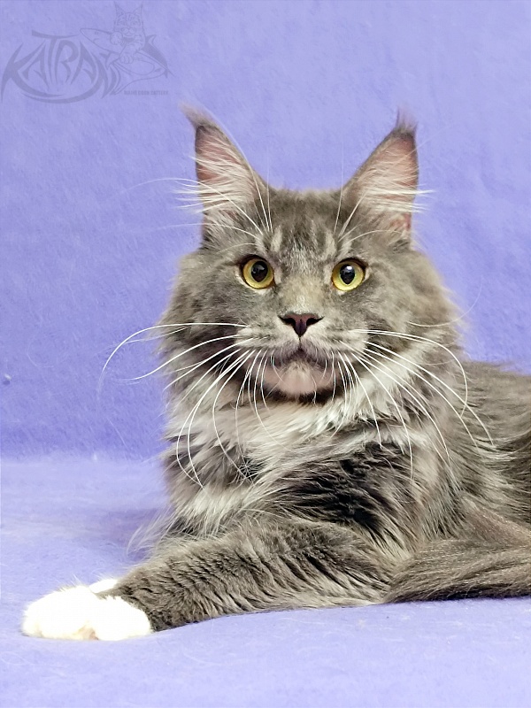 Katran Urus - Adult maine-coon 1 year 7 months