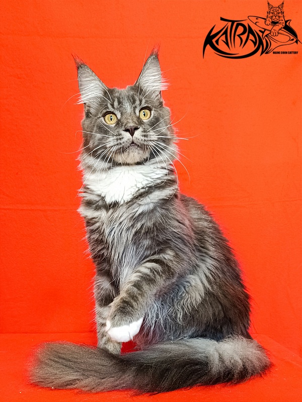 Katran Urus - Junior maine-coon 9 months