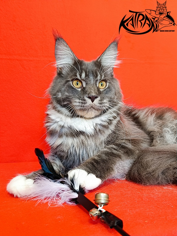 Katran Urus - Junior maine-coon 9 months