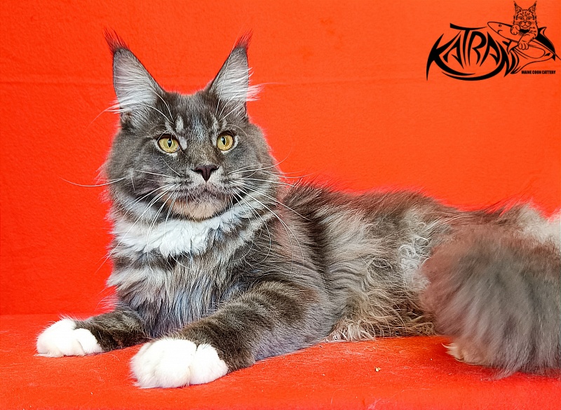 Katran Urus - Junior maine-coon 9 months