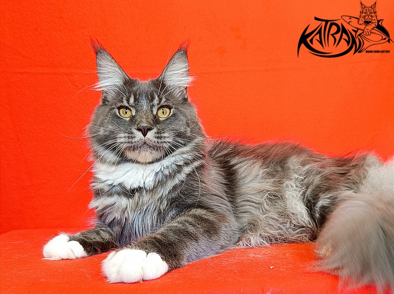 Katran Urus - Junior maine-coon 9 months