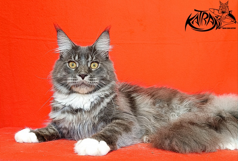 Katran Urus - Junior maine-coon 9 months
