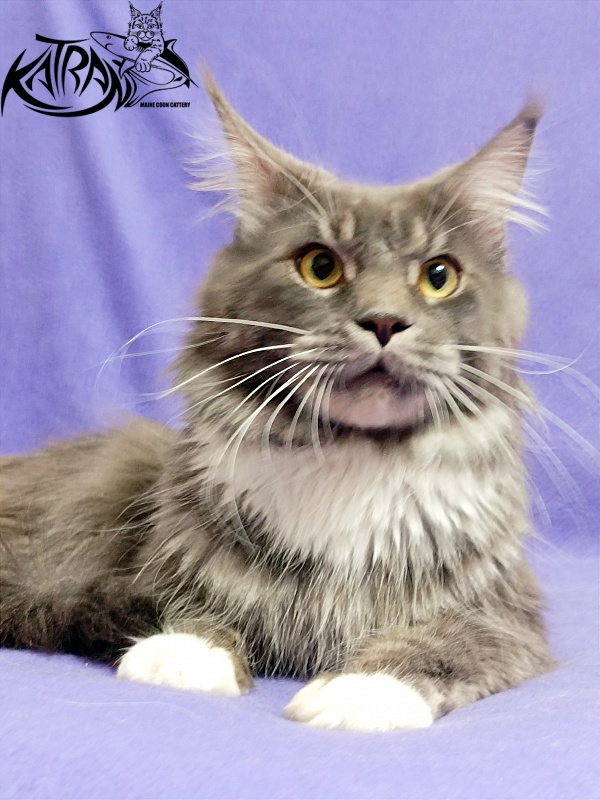 Katran Urus - Adult maine-coon 1 year 7 months