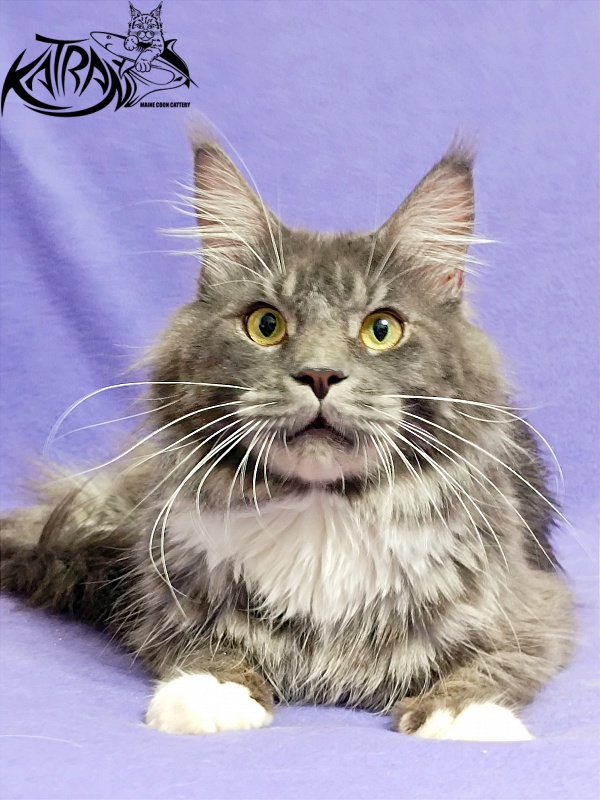 Katran Urus - Adult maine-coon 1 year 7 months