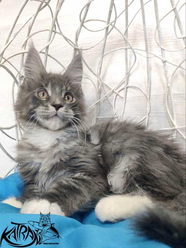 Katran Urus - Kitten maine-coon 2 months