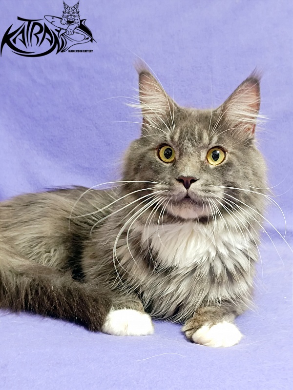 Katran Urus - Adult maine-coon 1 year 7 months