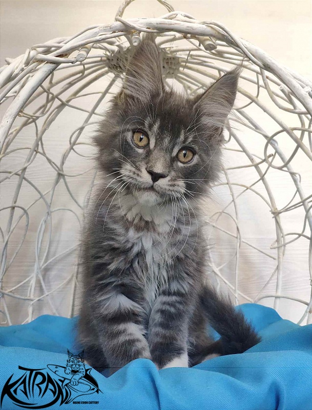 Katran Urus - Kitten maine-coon 2 months