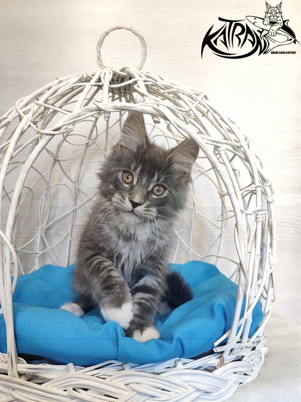 Katran Urus - Kitten maine-coon 2 months