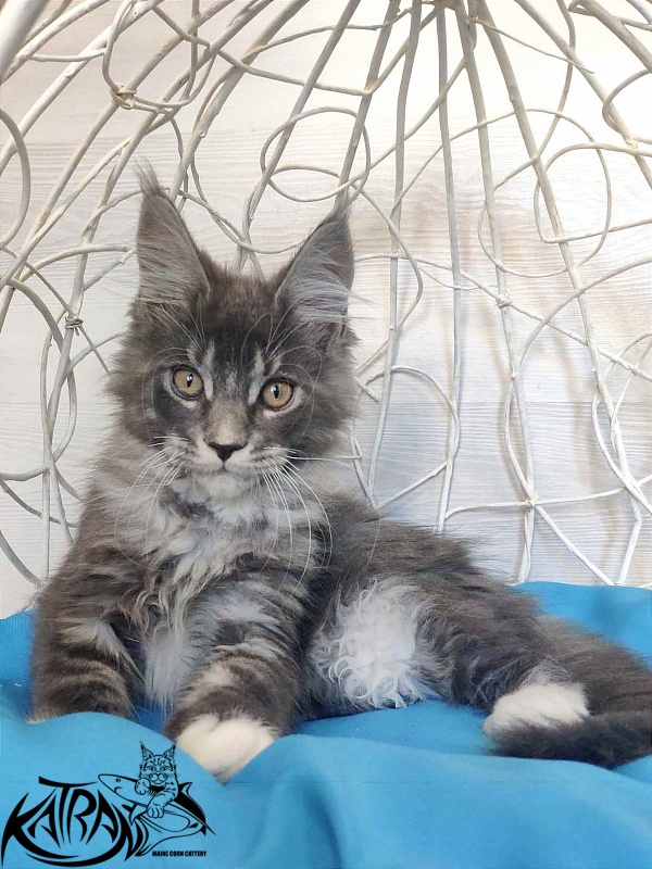 Katran Urus - Kitten maine-coon 2 months